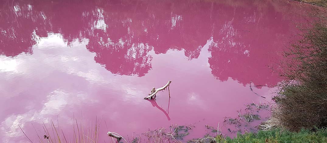 lago hillier