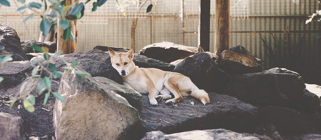 Dingo en santuario descansando