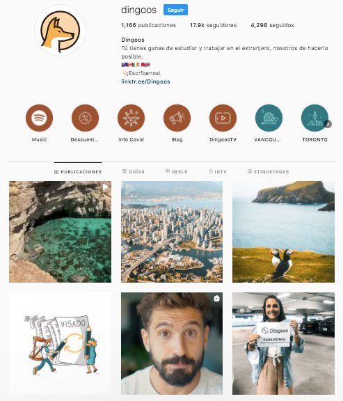 instagram dingoos