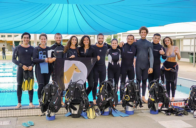 comunidad dingoos
